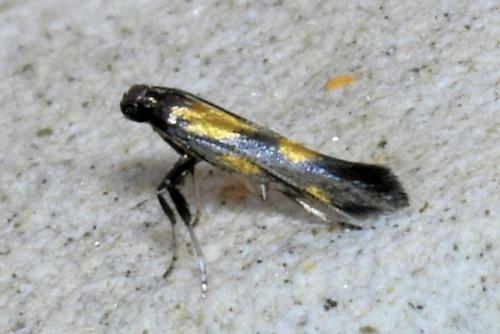 Euspilapteryx auroguttella
